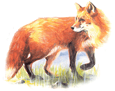 Protecting property from foxes.